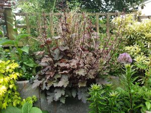 A recycled galvanised water tank turned planter